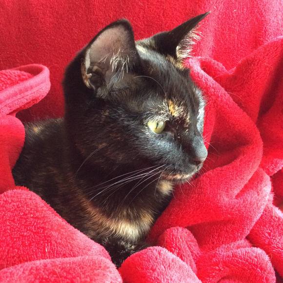 Meet your Posher, Paula - Picture 1 of 1